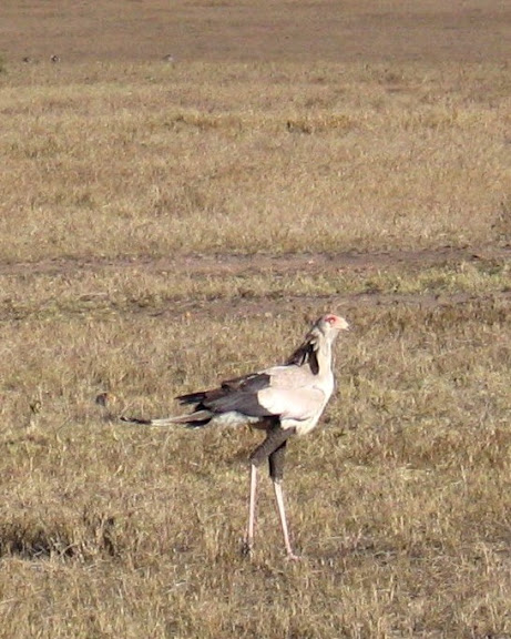 Secretary Bird